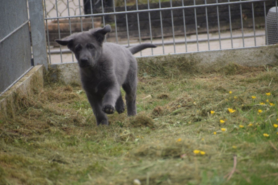 Duitse herder (reu) 25380