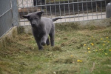 Duitse herder (reu) 25380