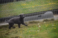 Duitse herder (reu) 25380
