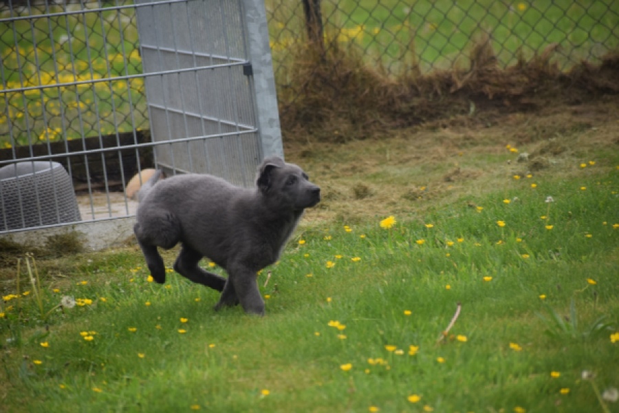 Duitse herder (reu) 25380
