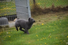 Duitse herder (reu) 25380