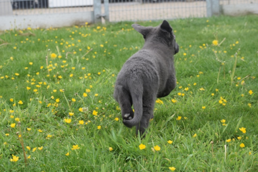 Duitse herder (reu) 25380