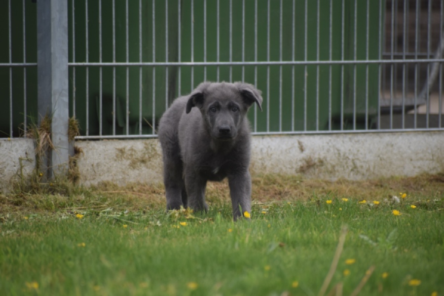 Duitse herder (reu) 25380