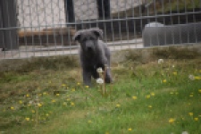 Duitse herder (reu) 25380