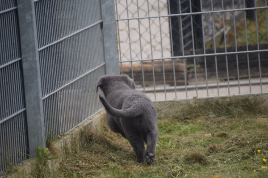 Duitse herder (reu) 25380