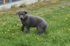 Duitse herder (reu) 25389