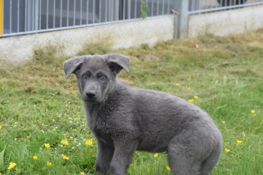 Duitse herder (reu) 25389
