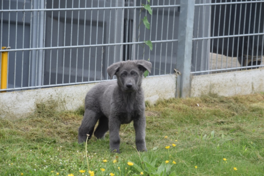Duitse herder (reu) 25389