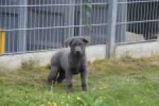 Duitse herder (reu) 25389