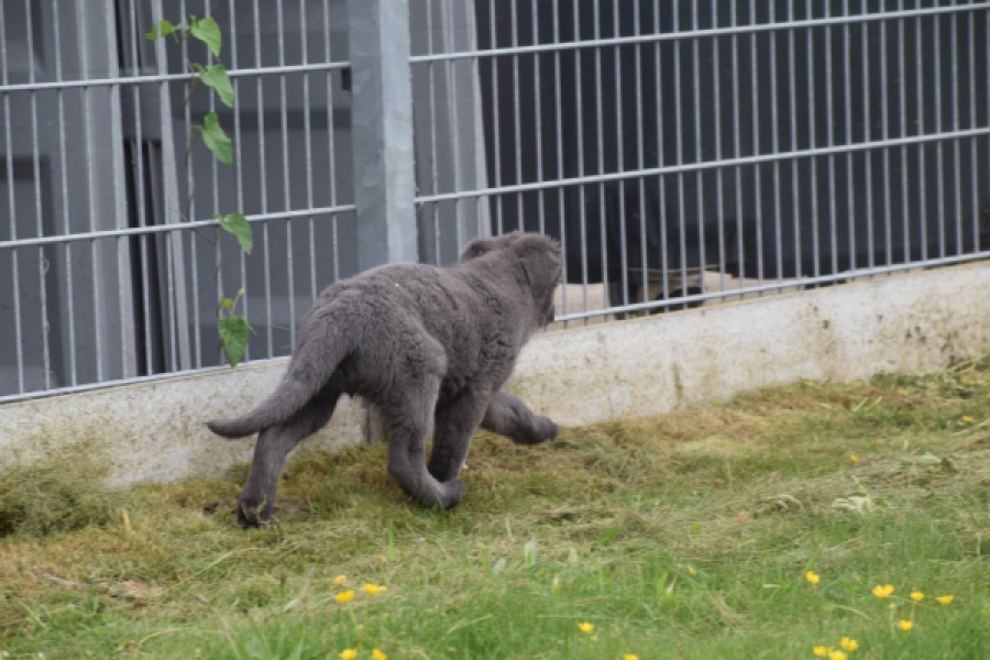 Duitse herder (reu) 25389