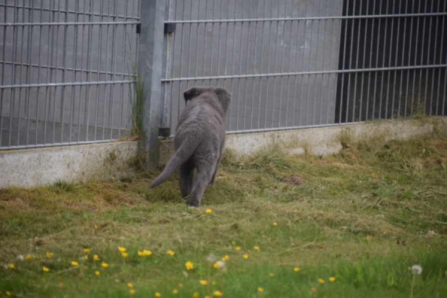 Duitse herder (reu) 25389