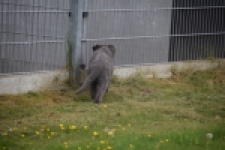 Duitse herder (reu) 25389
