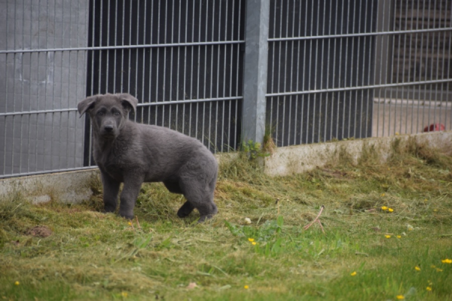 Duitse herder (reu) 25389