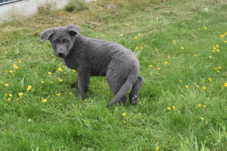 Duitse herder (reu) 25389