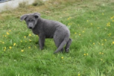 Duitse herder (reu) 25389