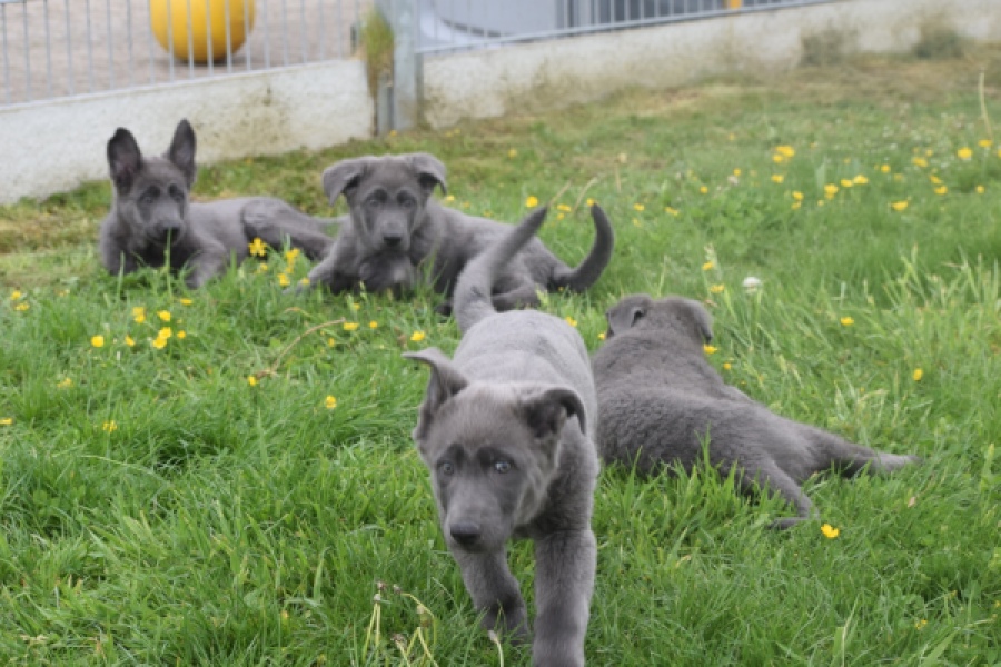 Duitse herder (reu) 25389
