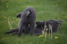 Duitse herder (reu) 25389