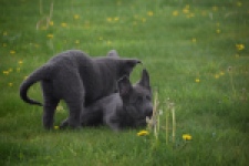 Duitse herder (reu) 25389