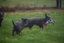 Duitse herder (reu) 25389