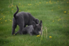 Duitse herder (teef) 25378