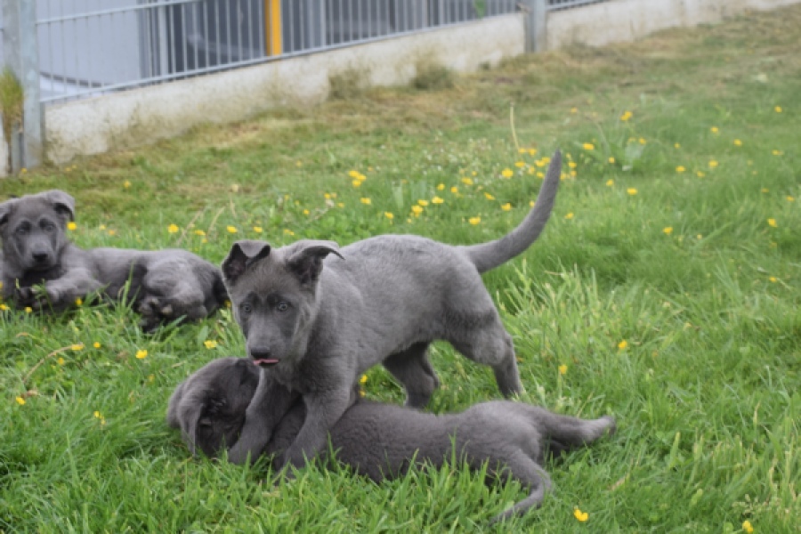 Duitse herder (reu) 25380