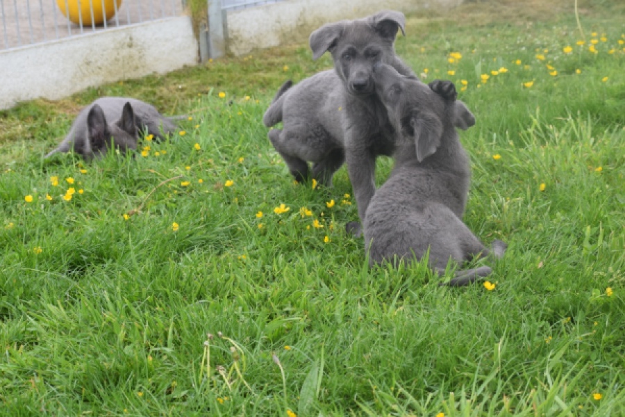 Duitse herder (reu) 25380