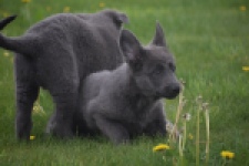 Duitse herder (reu) 25380
