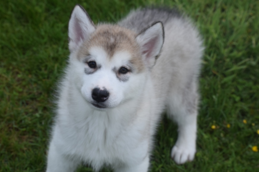 Alaskan Malamute (reu) 29766