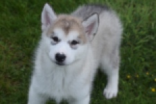 Alaskan Malamute (reu) 29766