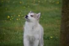 Alaskan Malamute (reu) 29766