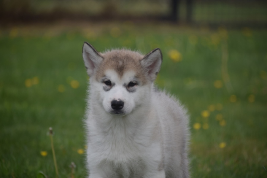 Alaskan Malamute (reu) 29766