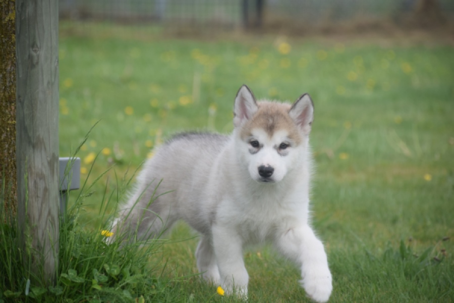 Alaskan Malamute (reu) 29766