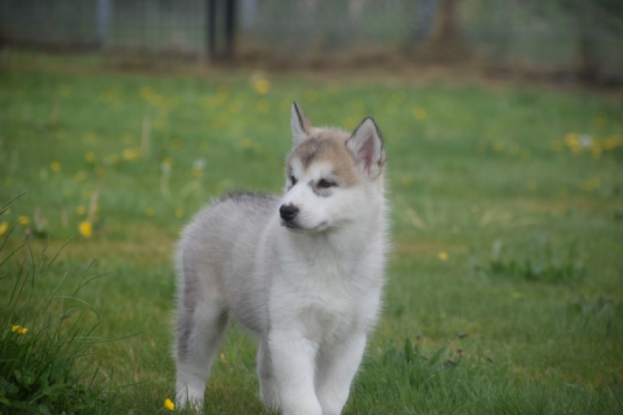Alaskan Malamute (reu) 29766