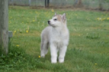 Alaskan Malamute (reu) 29766