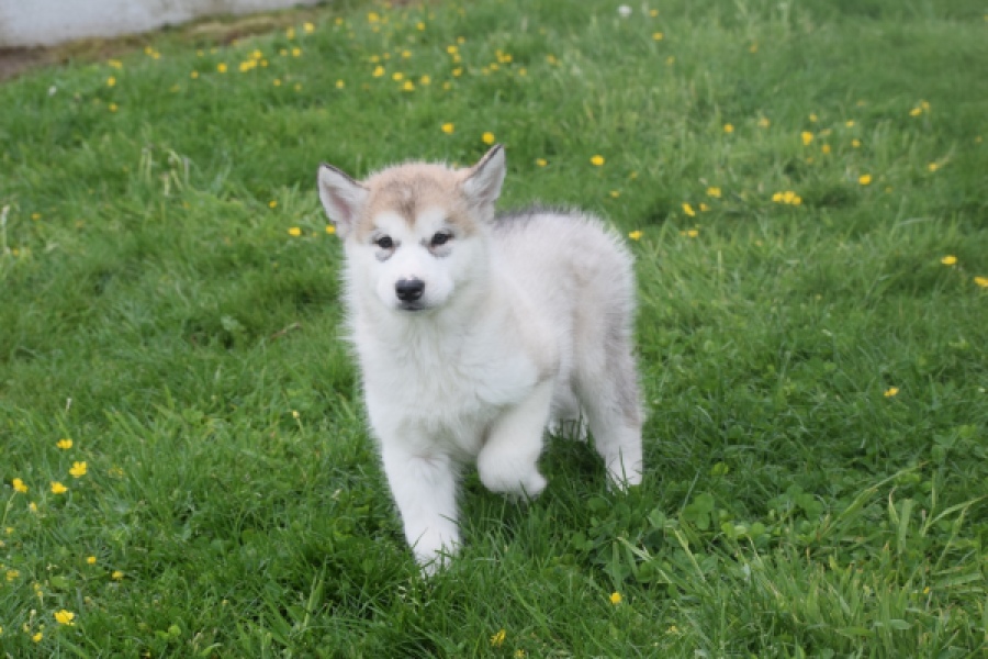 Alaskan Malamute (reu) 29766