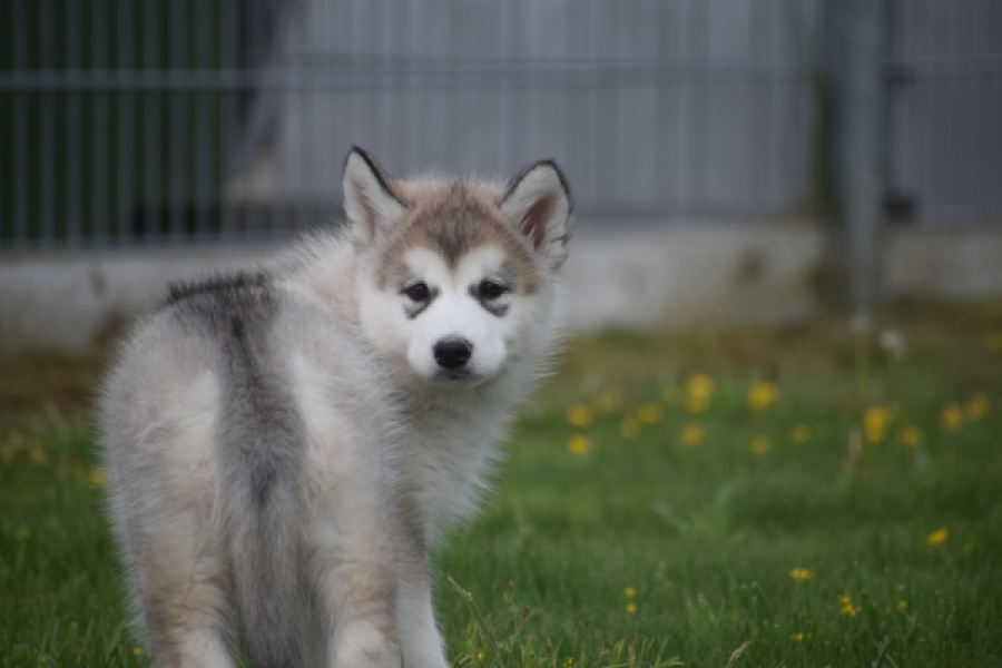 Alaskan Malamute (teef) 29774