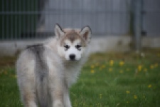 Alaskan Malamute (teef) 29774