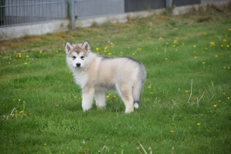Alaskan Malamute (teef) 29774