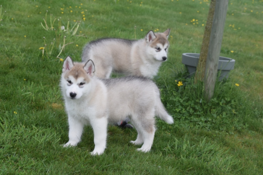 Alaskan Malamute (teef) 29774