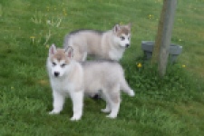 Alaskan Malamute (teef) 29774