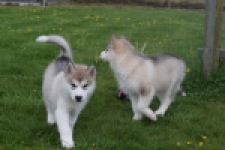 Alaskan Malamute (teef) 29774