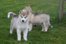 Alaskan Malamute (teef) 29774