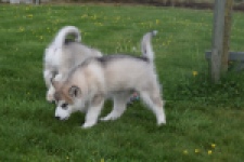 Alaskan Malamute (teef) 29774