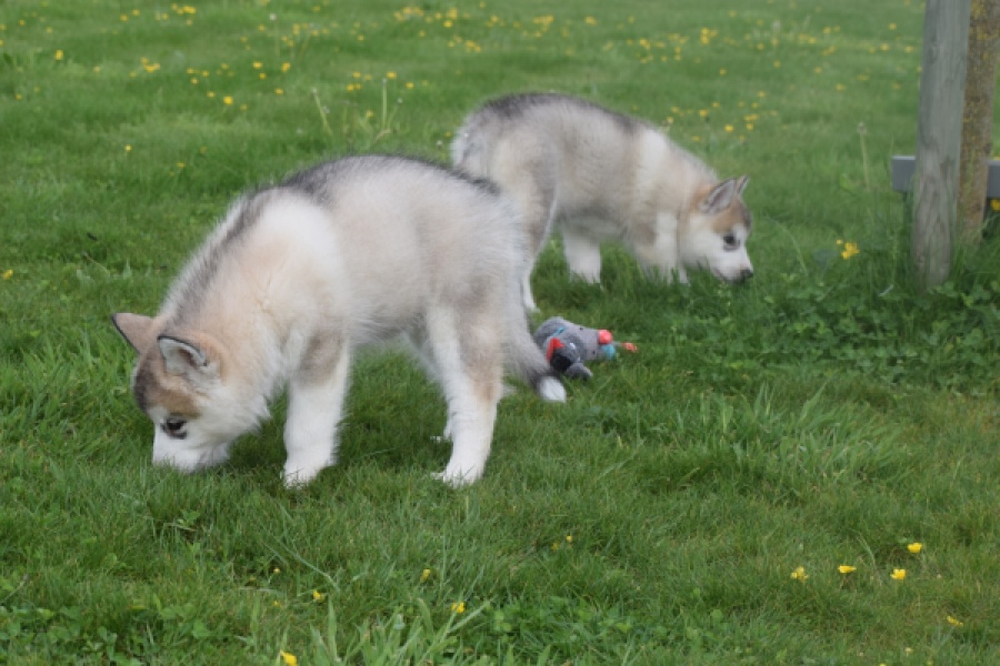 Alaskan Malamute (teef) 29774