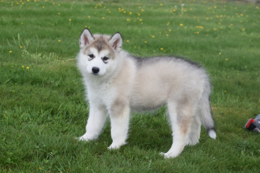 Alaskan Malamute (teef) 29774