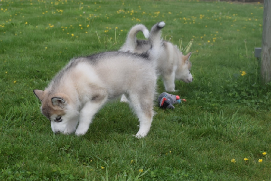 Alaskan Malamute (teef) 29774