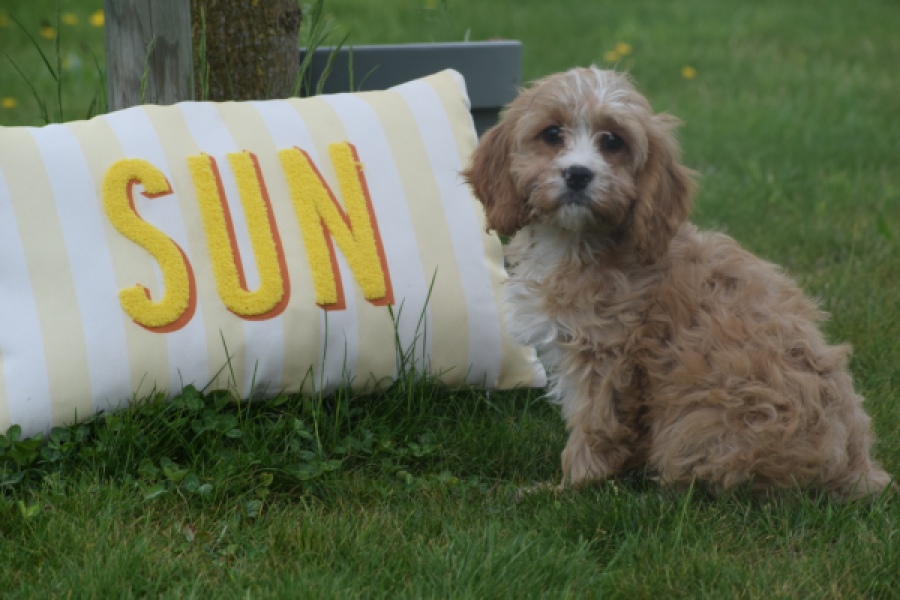 Cavapoo (reu) 64117