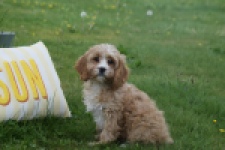 Cavapoo (reu) 64117