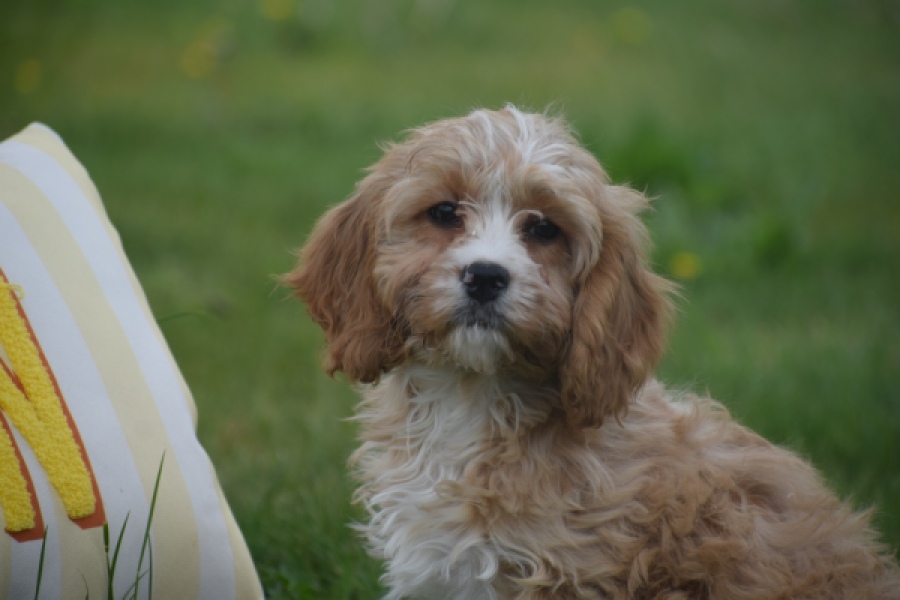 Cavapoo (reu) 64117