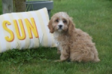 Cavapoo (reu) 64117